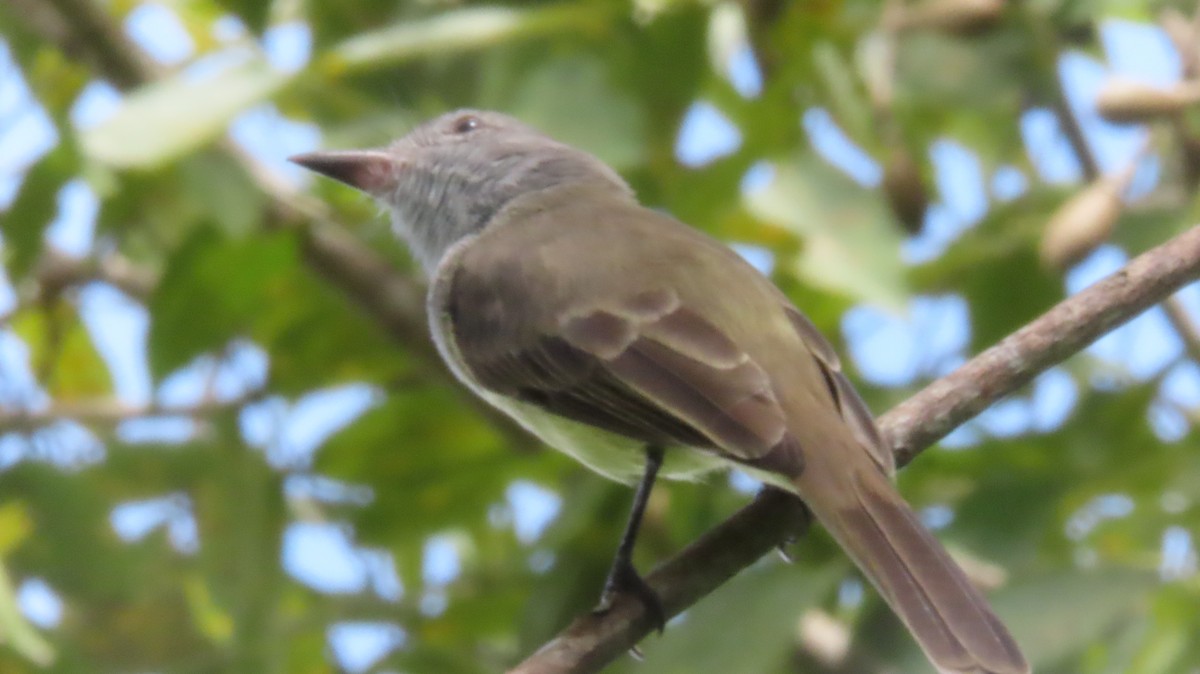 Panama Flycatcher - ML644038832