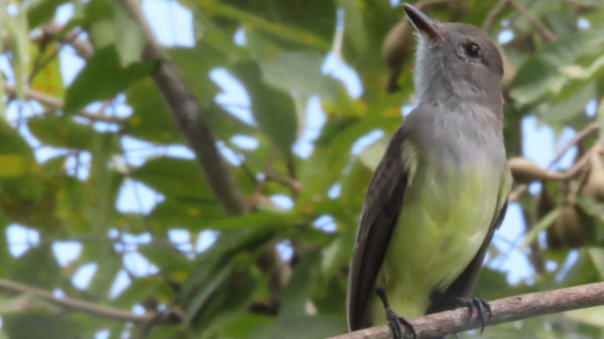 Panama Flycatcher - ML644038833