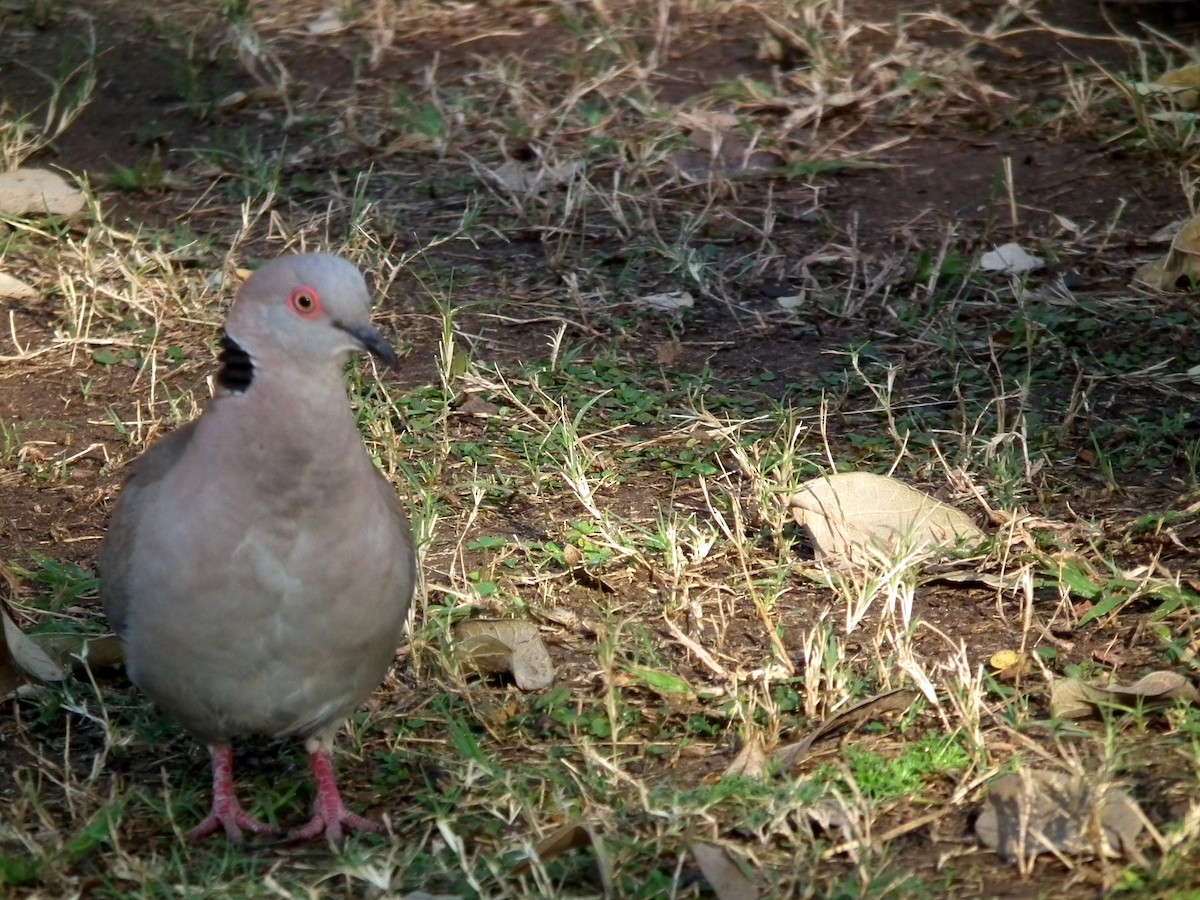 klagedue - ML644038840