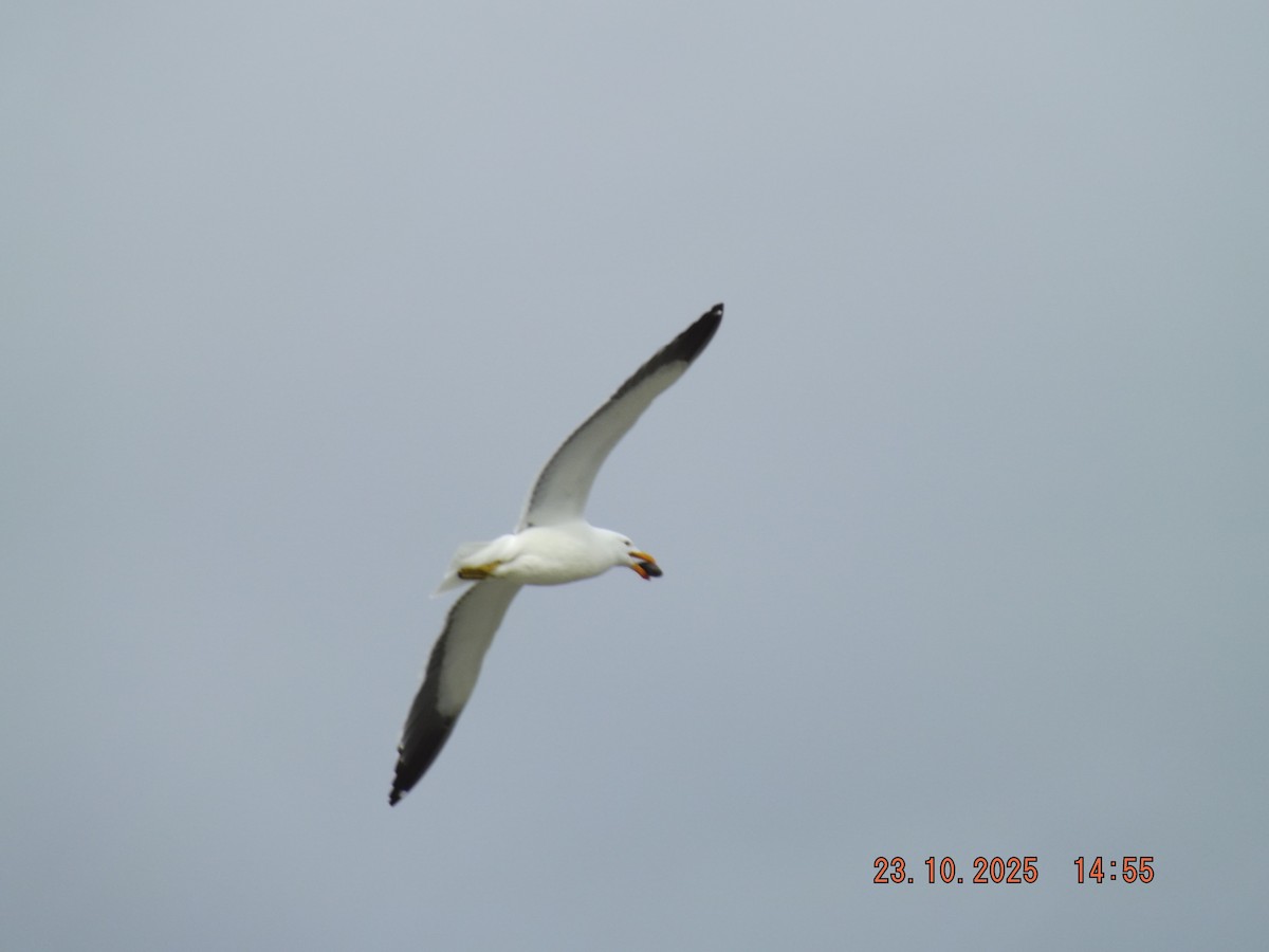 Kelp Gull - ML644038841