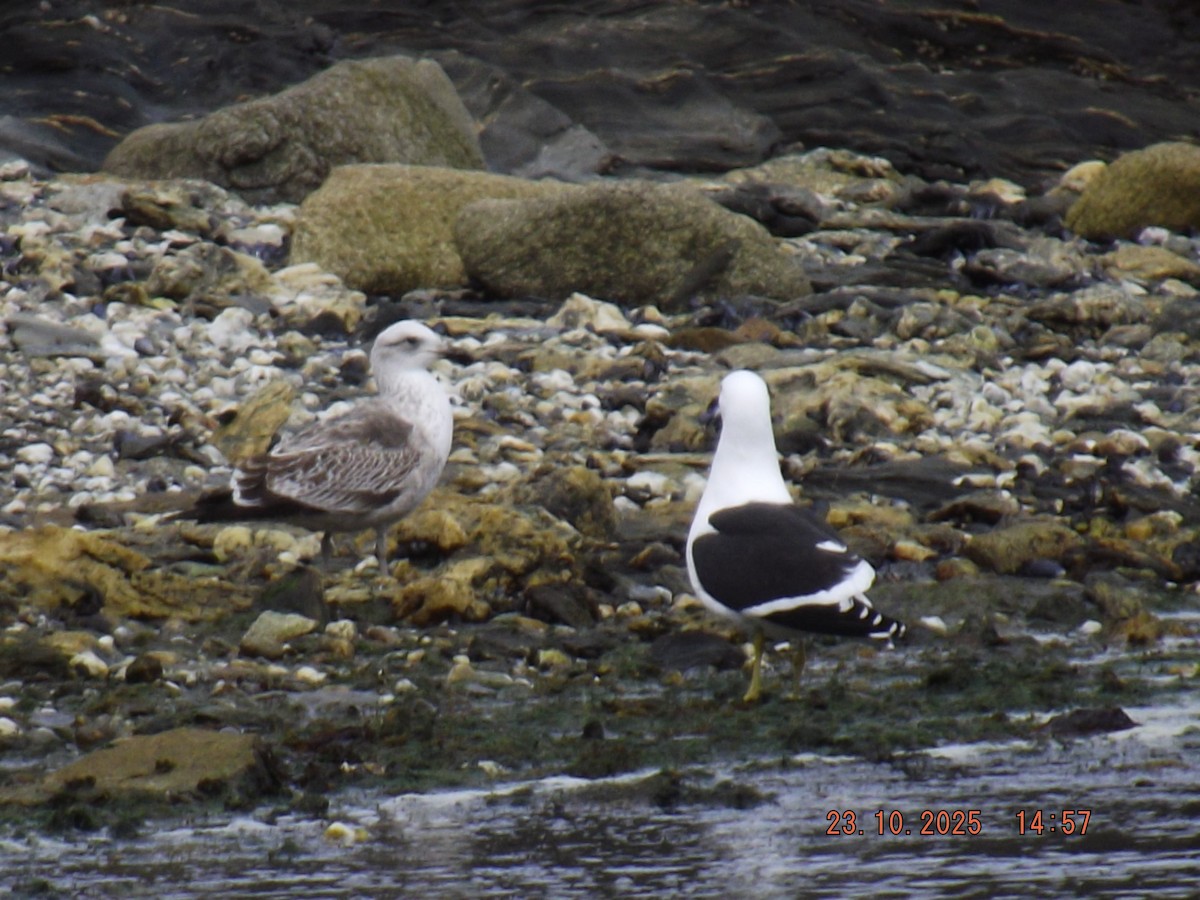 Kelp Gull - ML644038842