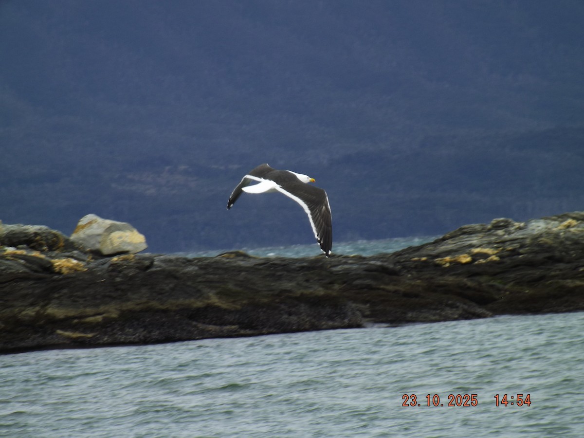 Kelp Gull - ML644038843