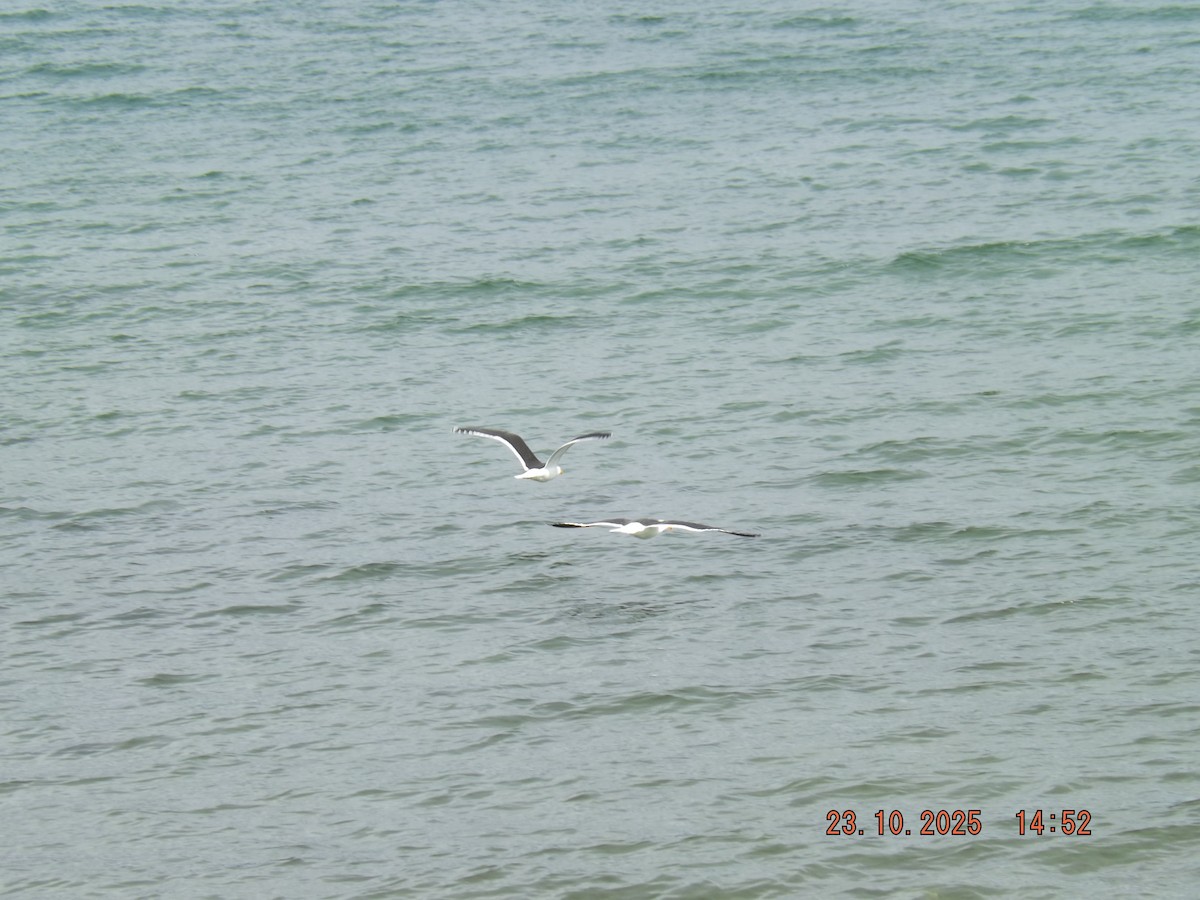 Kelp Gull - ML644038844