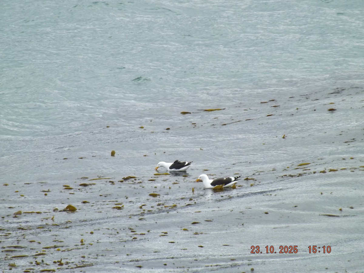Kelp Gull - ML644038845