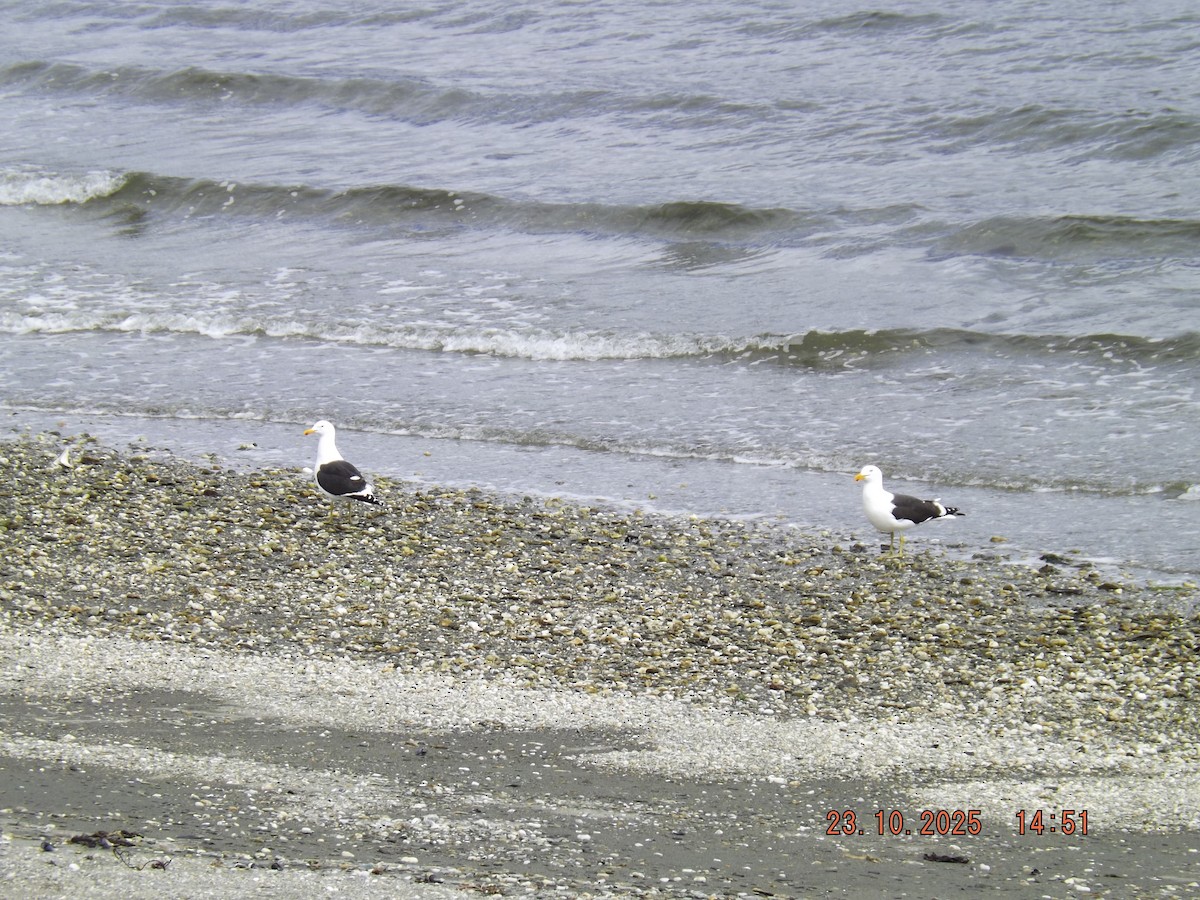 Kelp Gull - ML644038846