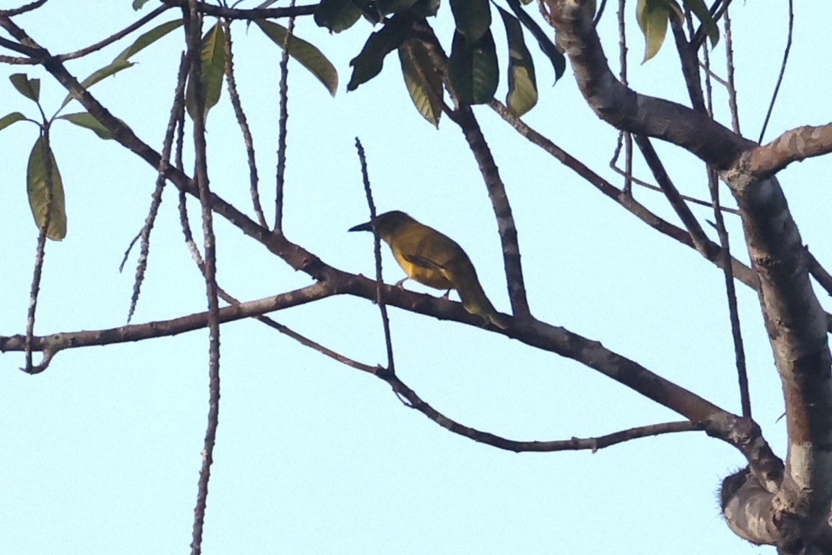 Sula Golden-Bulbul - ML644038848