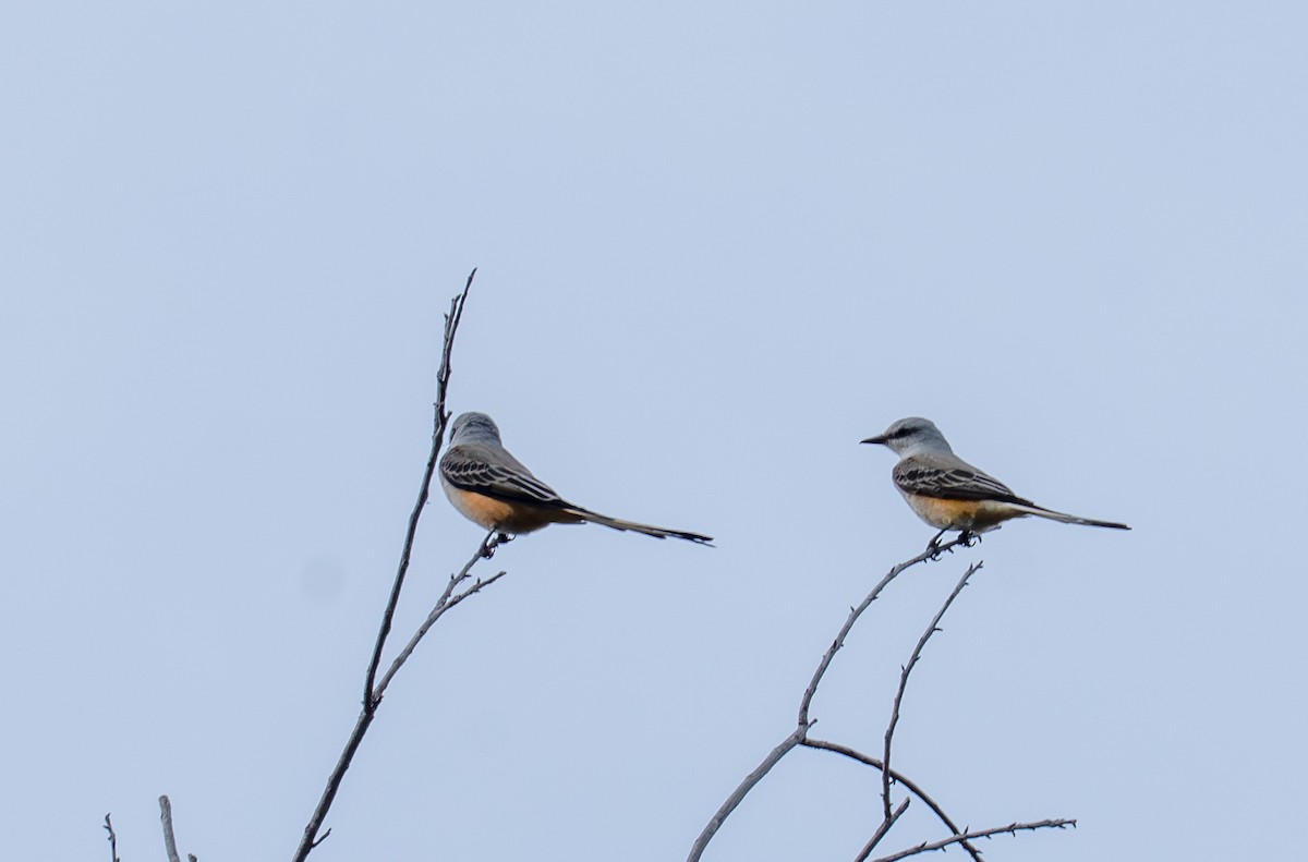 Scherenschwanz-Königstyrann - ML644038855