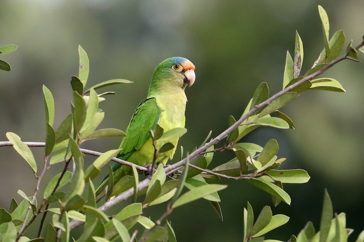 Aratinga Frentinaranja - ML644038869