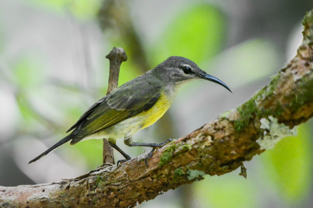 ノドアカタイヨウチョウ - ML644038874