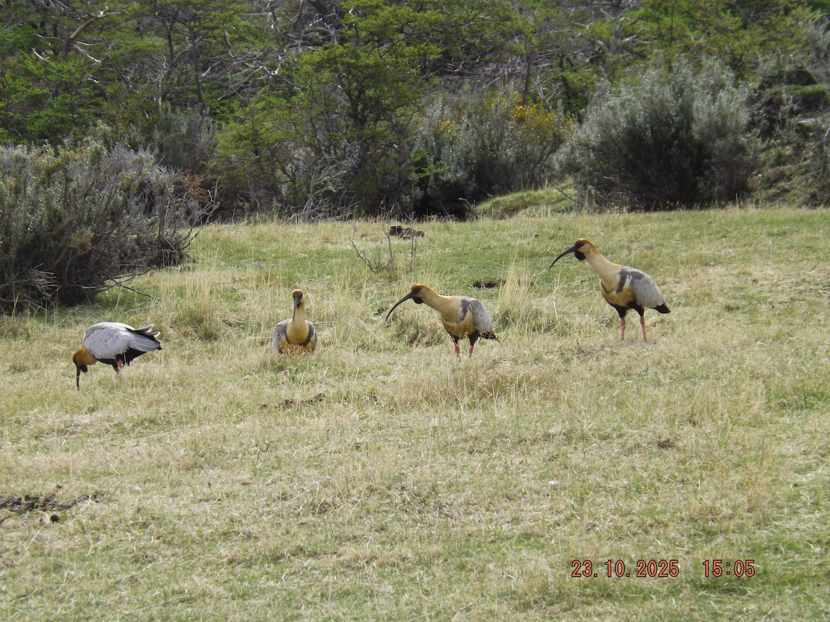 ibis laločnatý - ML644038885