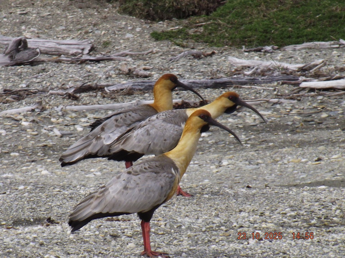ibis laločnatý - ML644038886