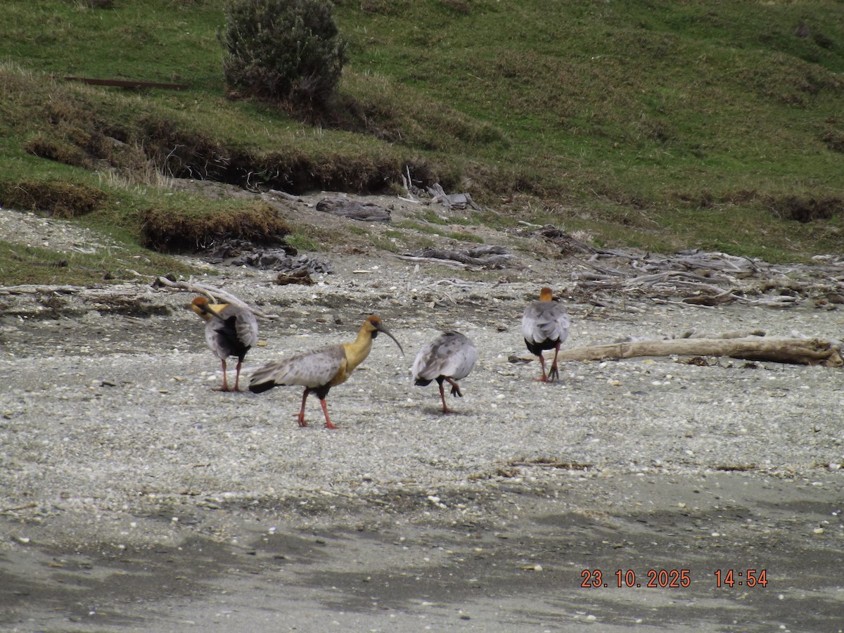 ibis laločnatý - ML644038887