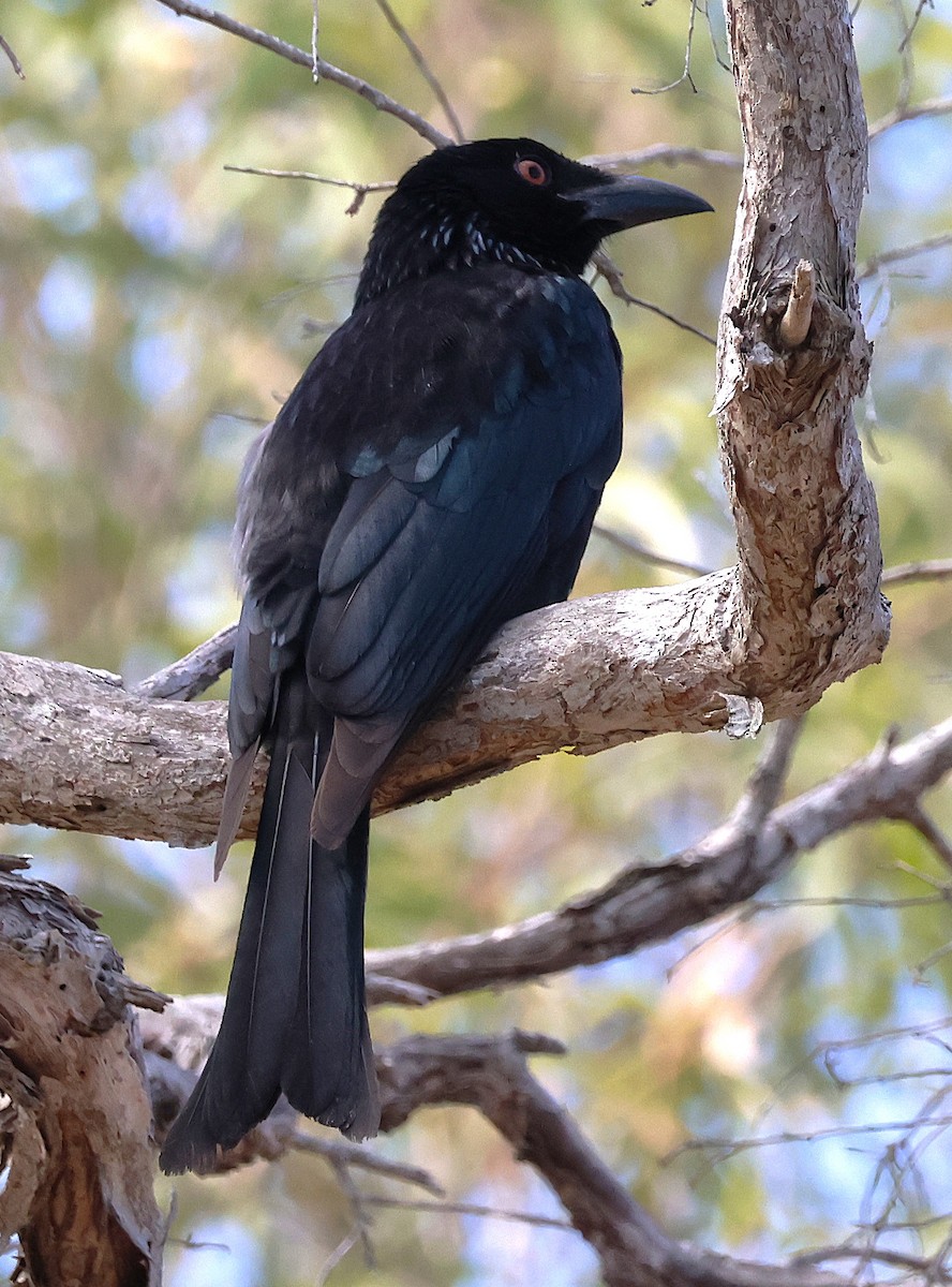 Spangled Drongo - ML644038894