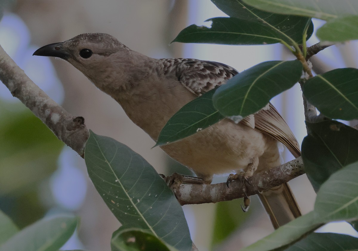Great Bowerbird - ML644038914