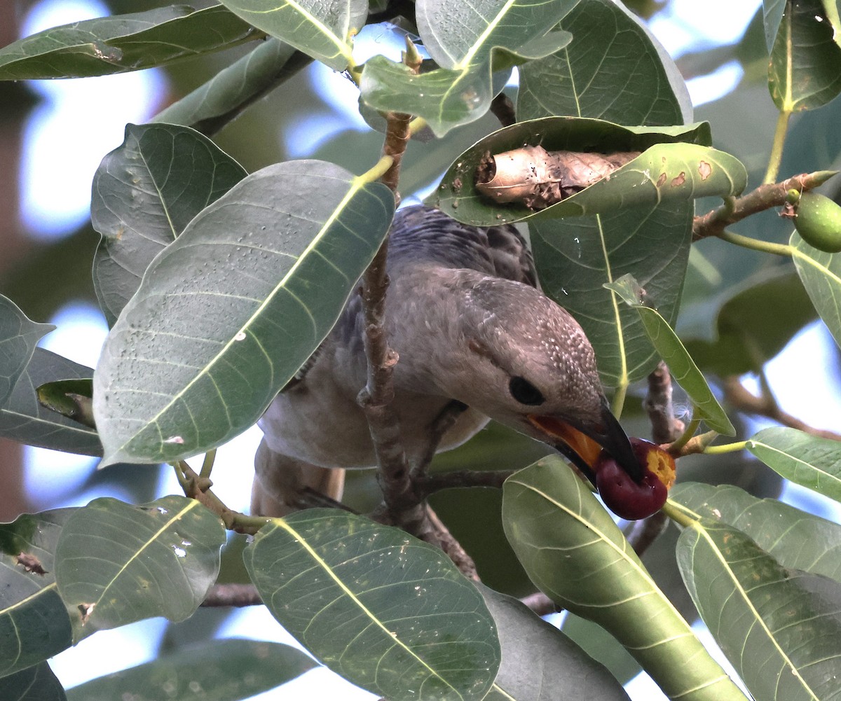 Great Bowerbird - ML644038916