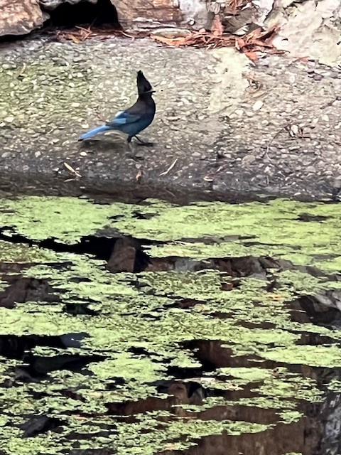 Steller's Jay - ML644038919