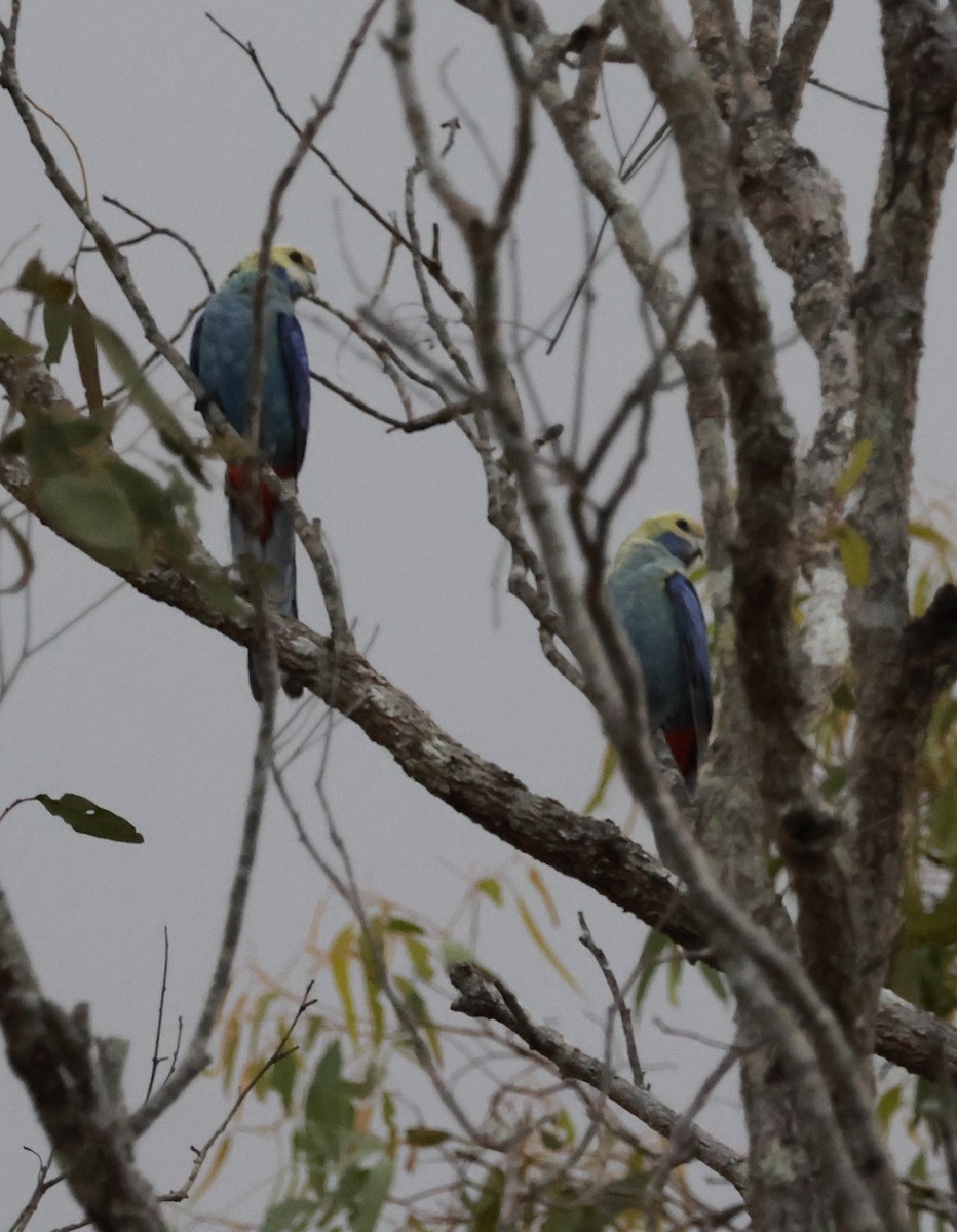 Pale-headed Rosella - ML644038920
