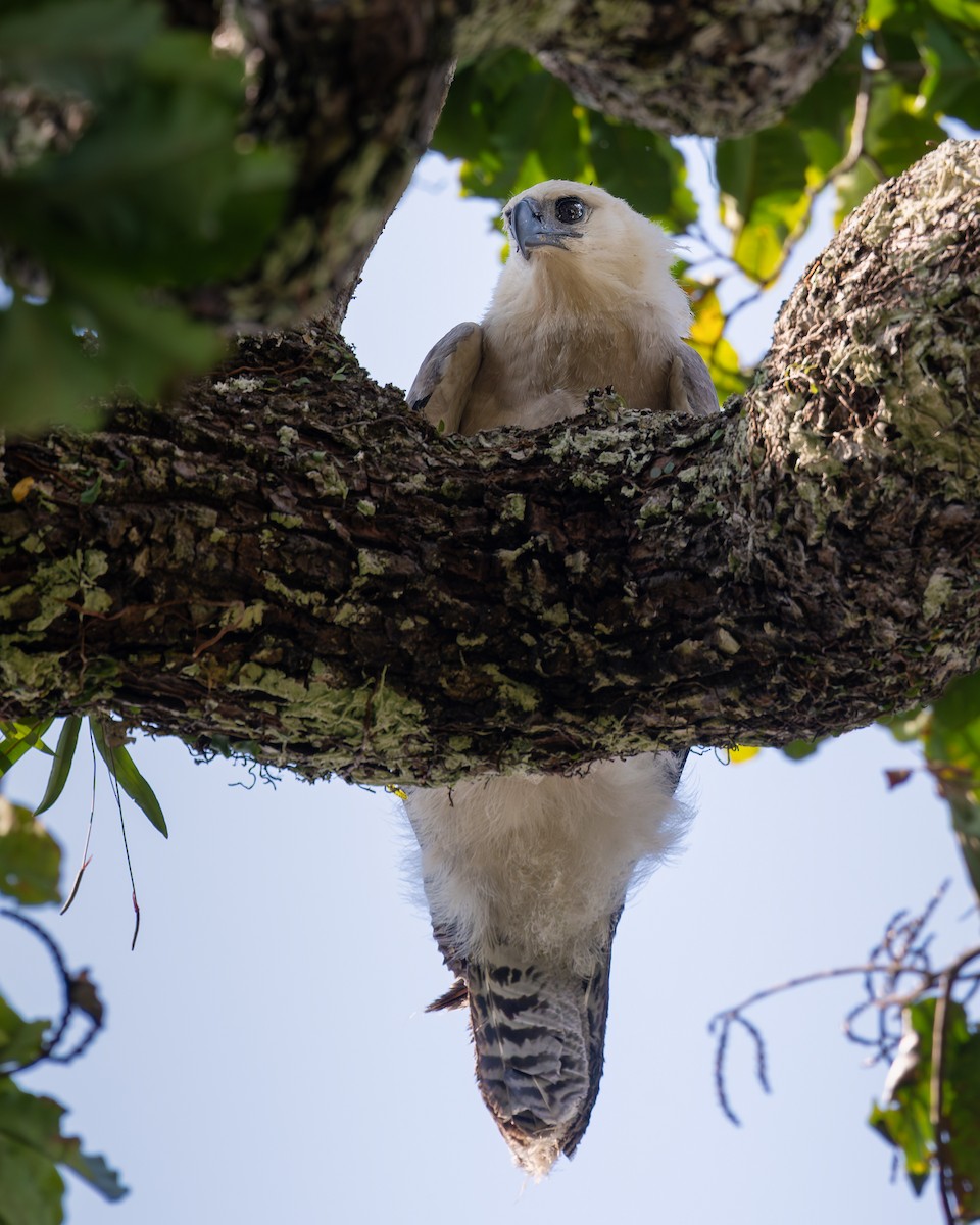 Harpie féroce - ML644038936