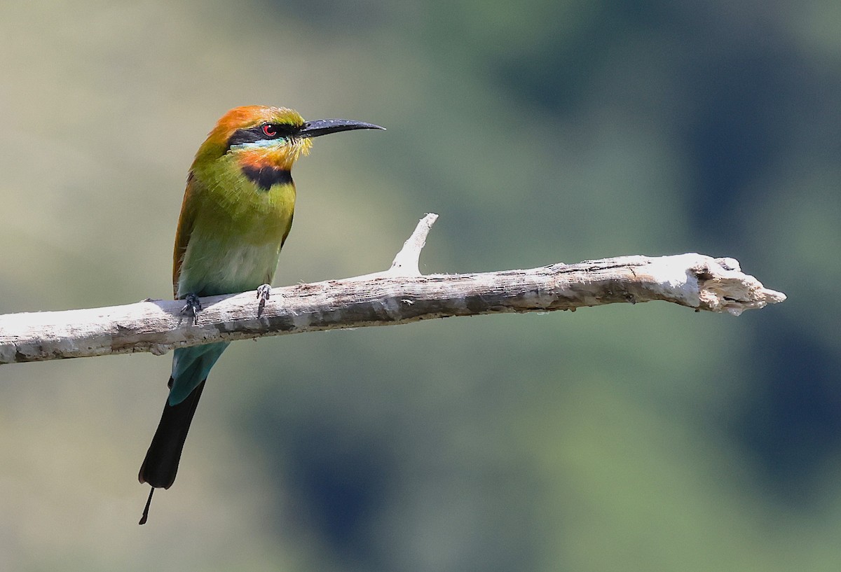 Rainbow Bee-eater - ML644038944