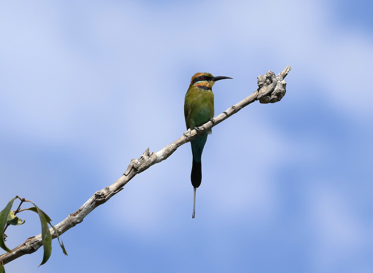 Rainbow Bee-eater - ML644038945