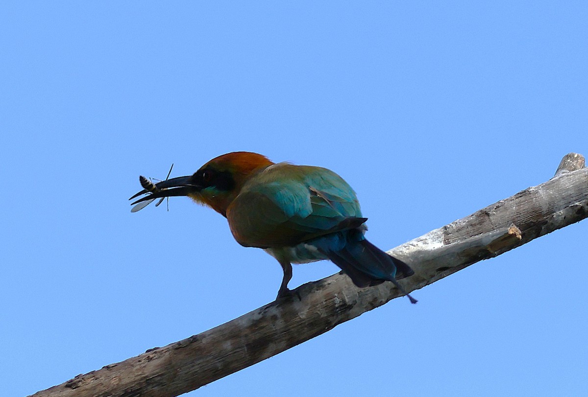 Rainbow Bee-eater - ML644038951