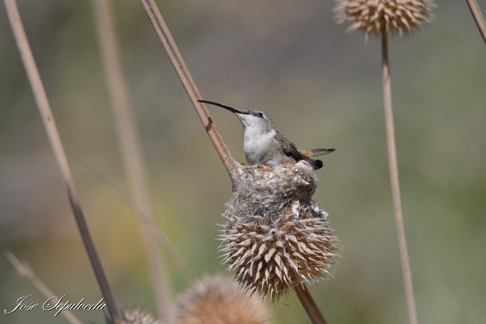 Oasis Hummingbird - ML644038960