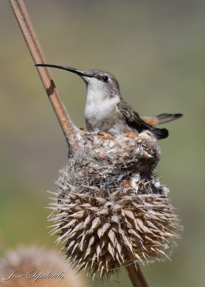 Oasis Hummingbird - ML644038961