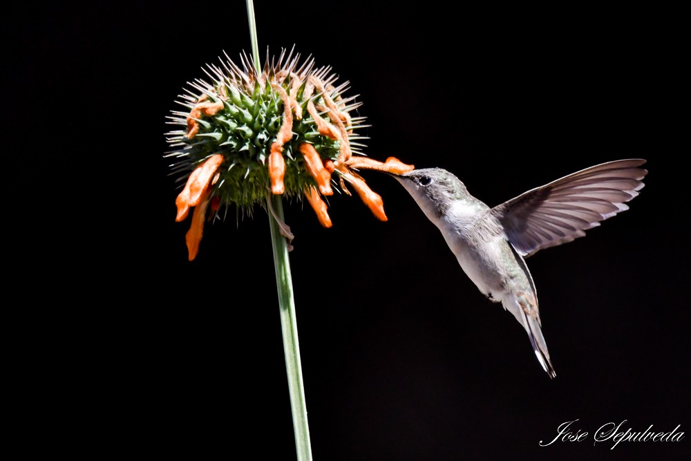 Oasis Hummingbird - ML644038962