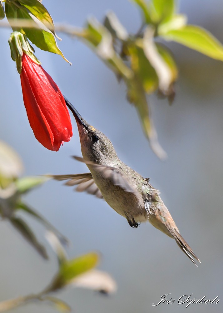 Oasis Hummingbird - ML644038963