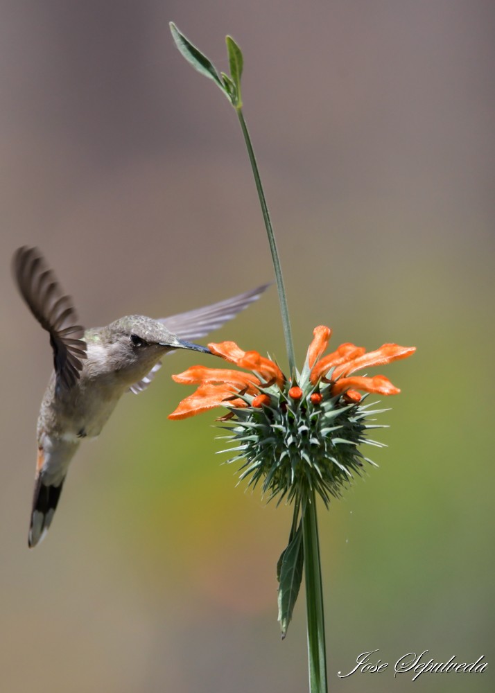 Oasis Hummingbird - ML644038964