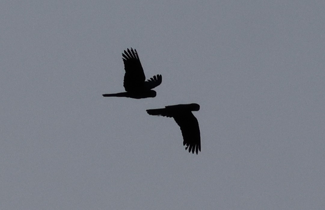 Red-tailed Black-Cockatoo - ML644038971