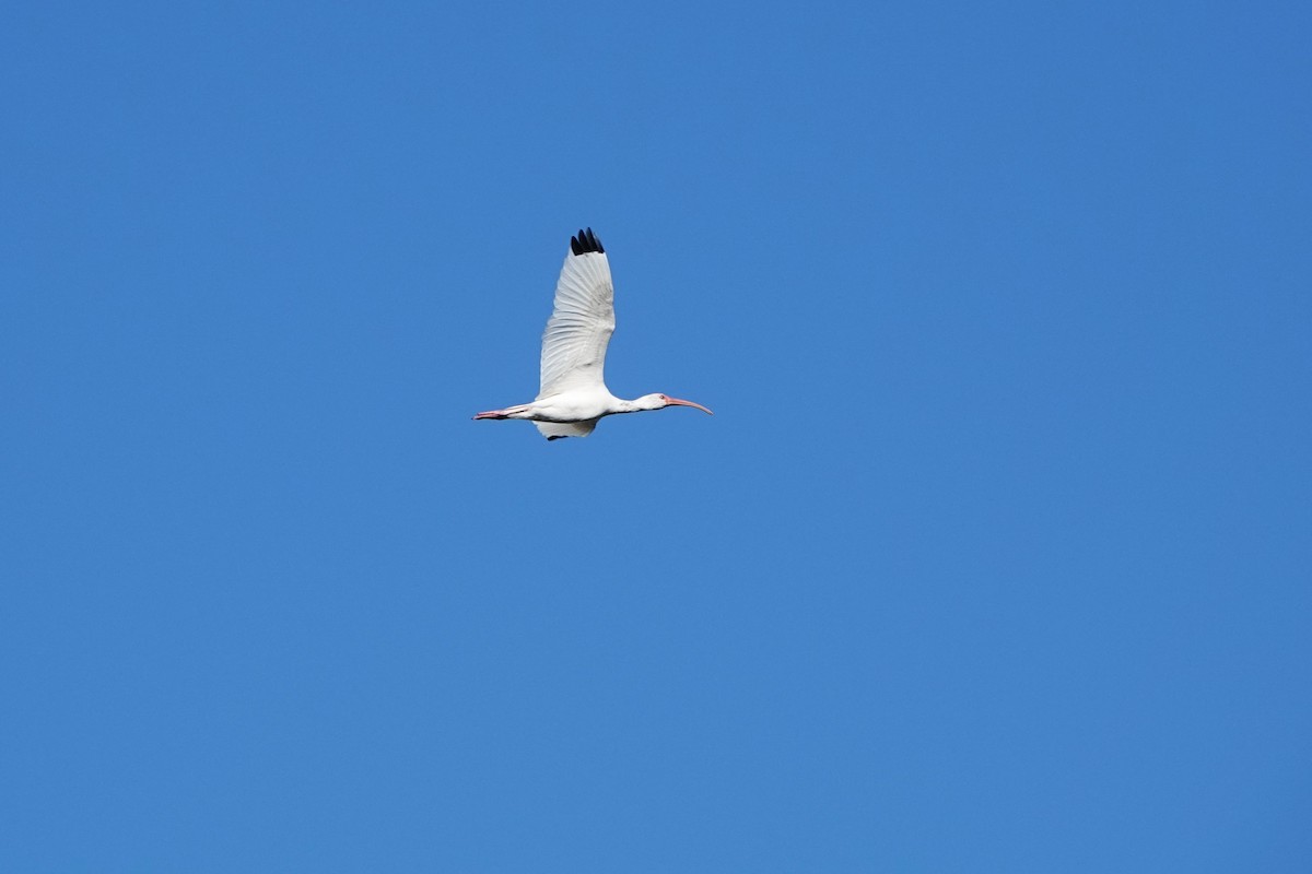 Ibis Blanco - ML644038974