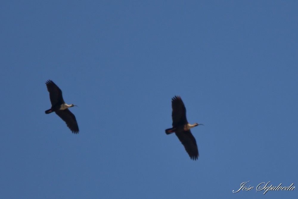 ibis laločnatý - ML644038989