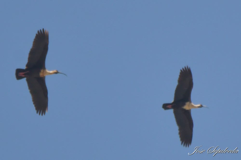 ibis laločnatý - ML644038990