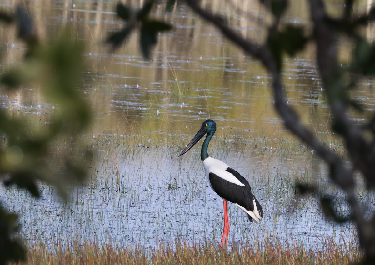 Black-necked Stork - ML644038994