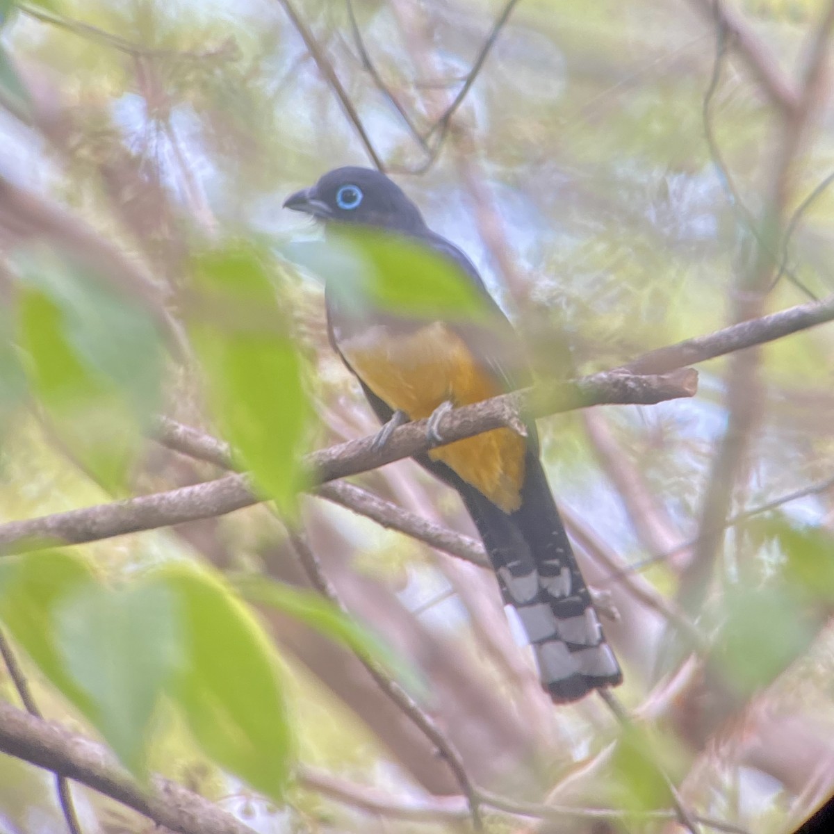 Black-headed Trogon - ML644039001