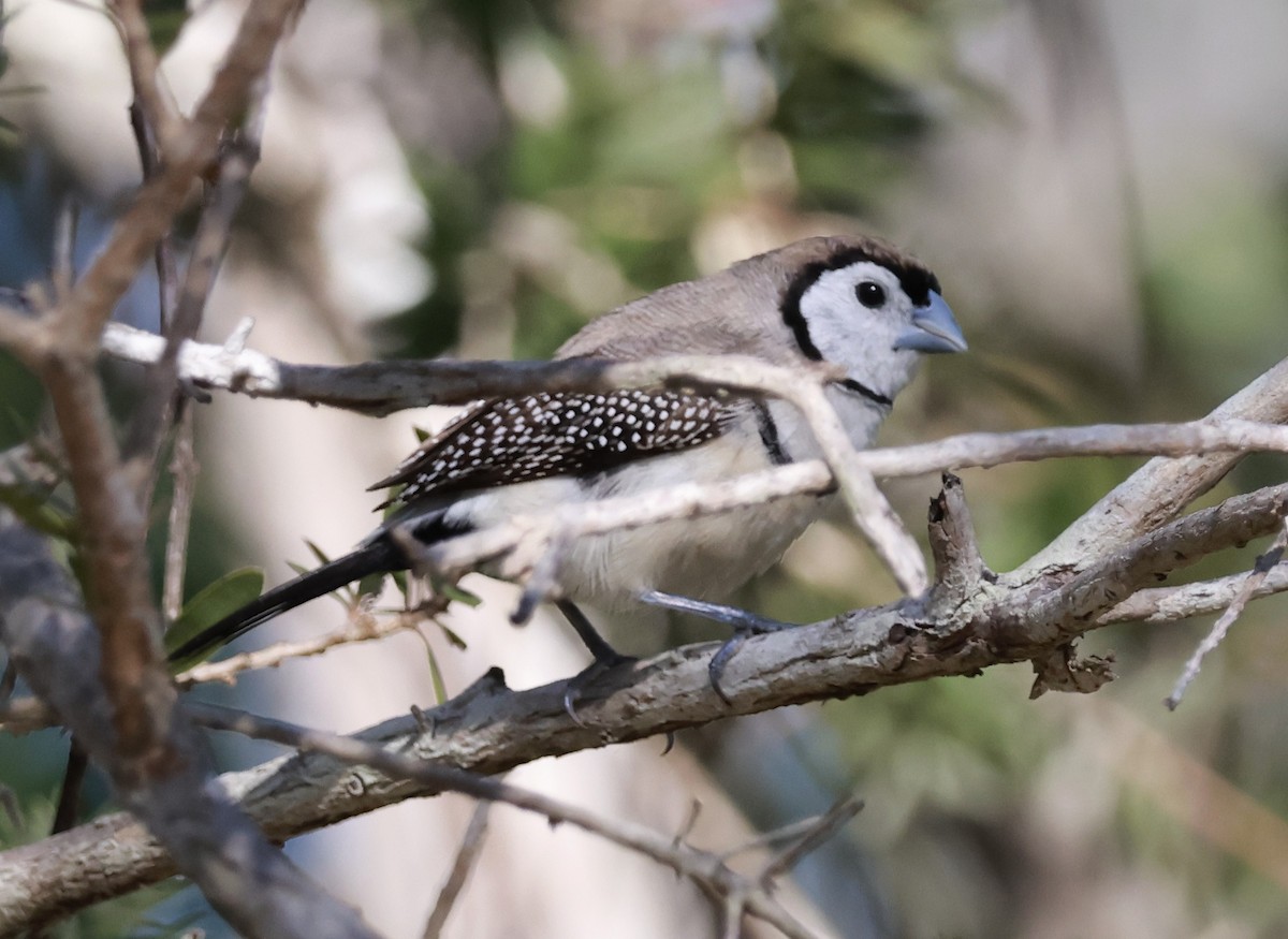 Double-barred Finch - ML644039025