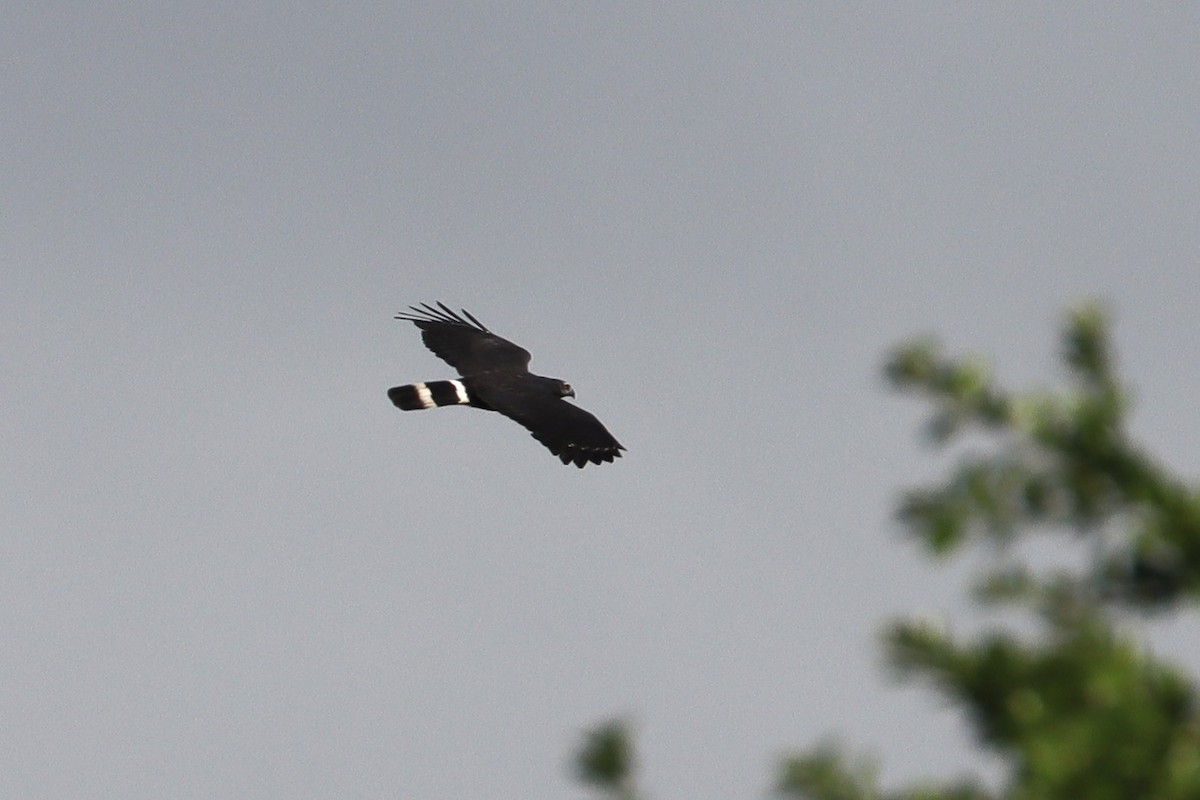 Crane Hawk - ML644039038