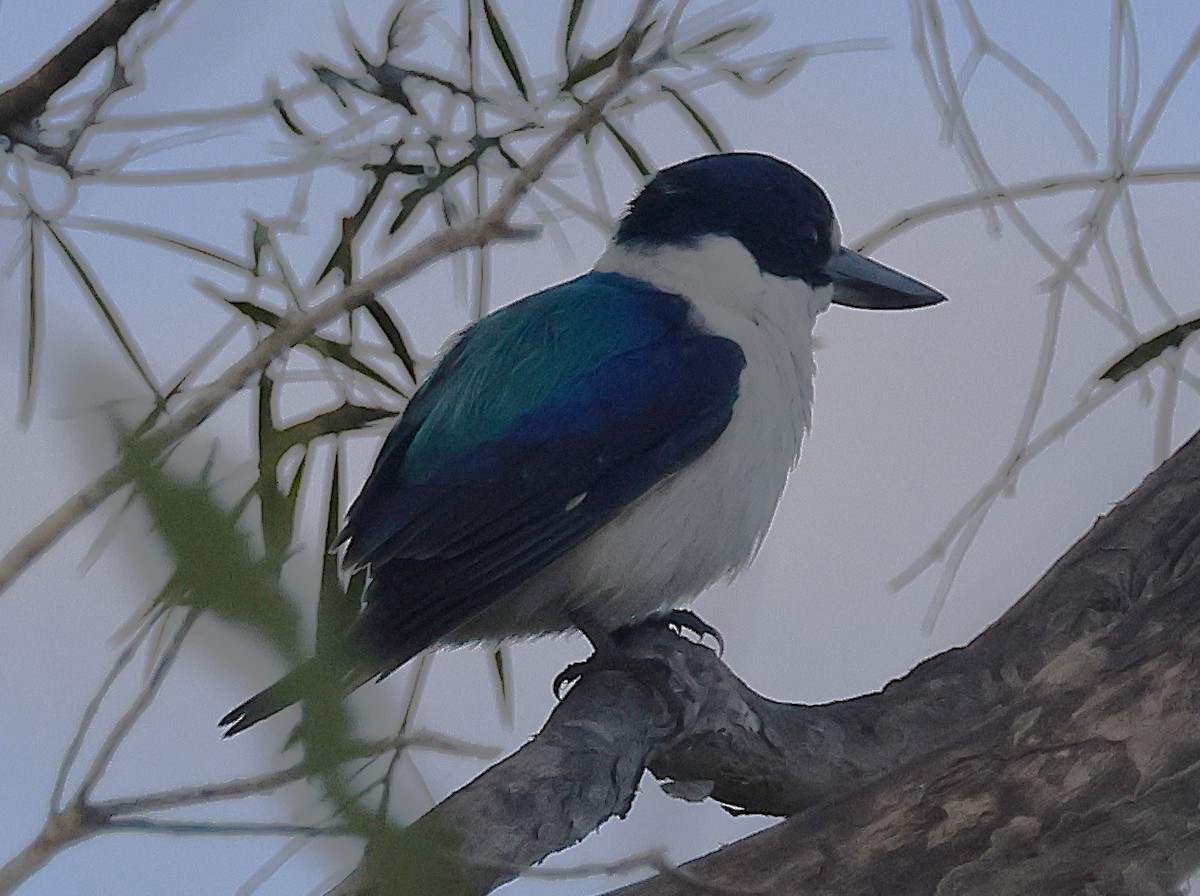 Forest Kingfisher - ML644039041