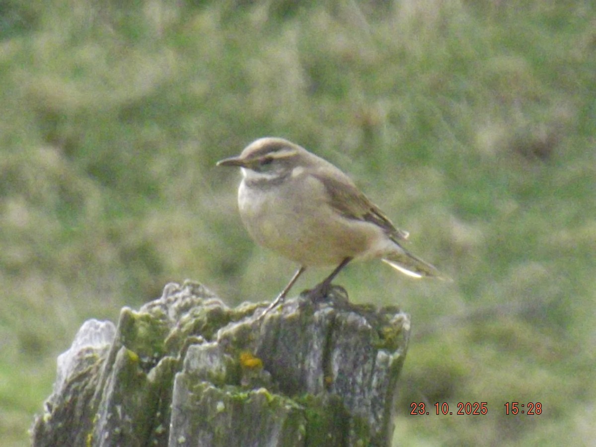 Buff-winged Cinclodes - ML644039042