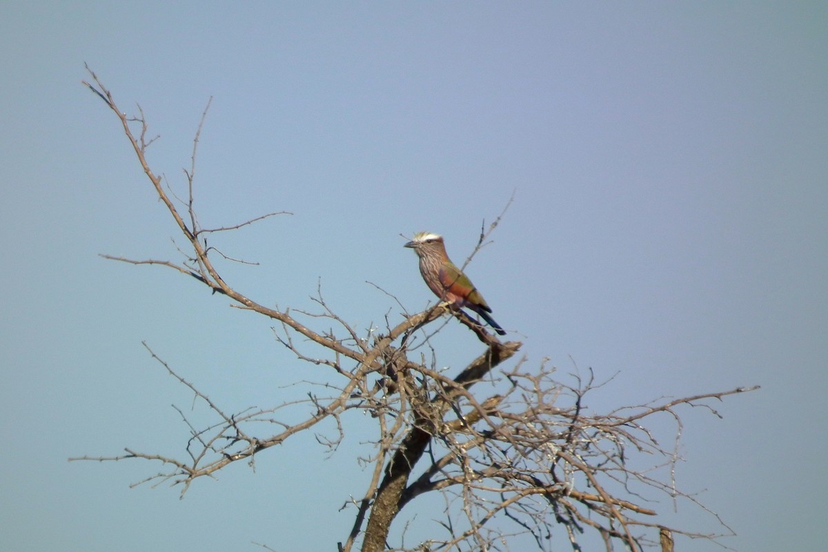 チャガシラニシブッポウソウ - ML644039051