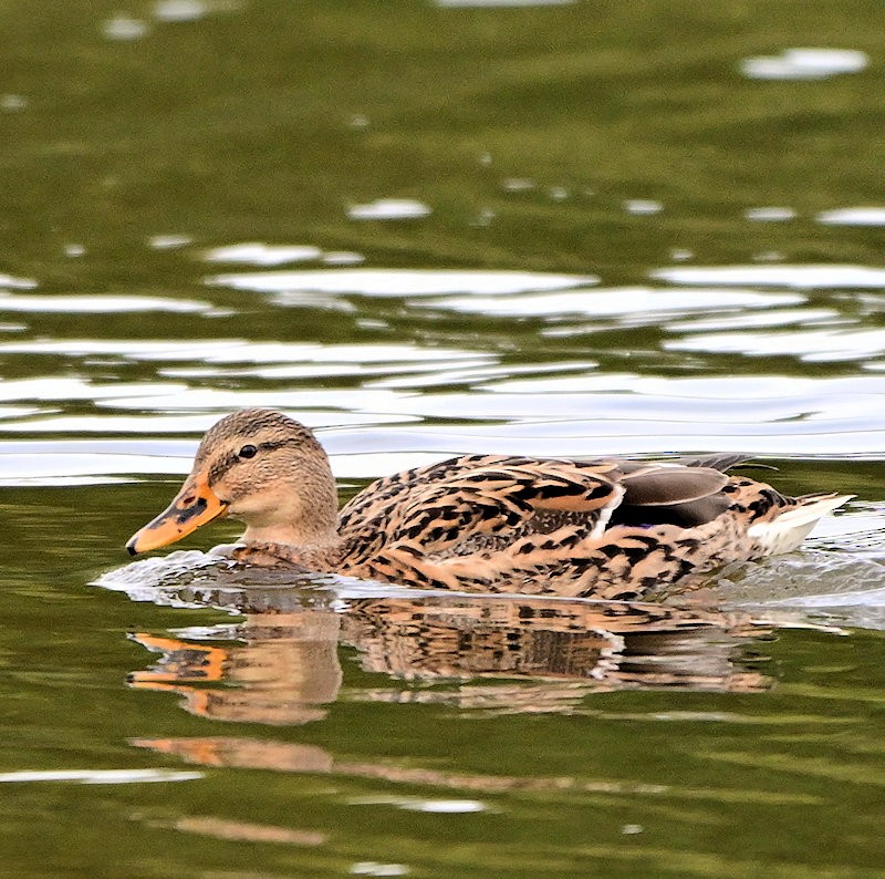 マガモ - ML644039057