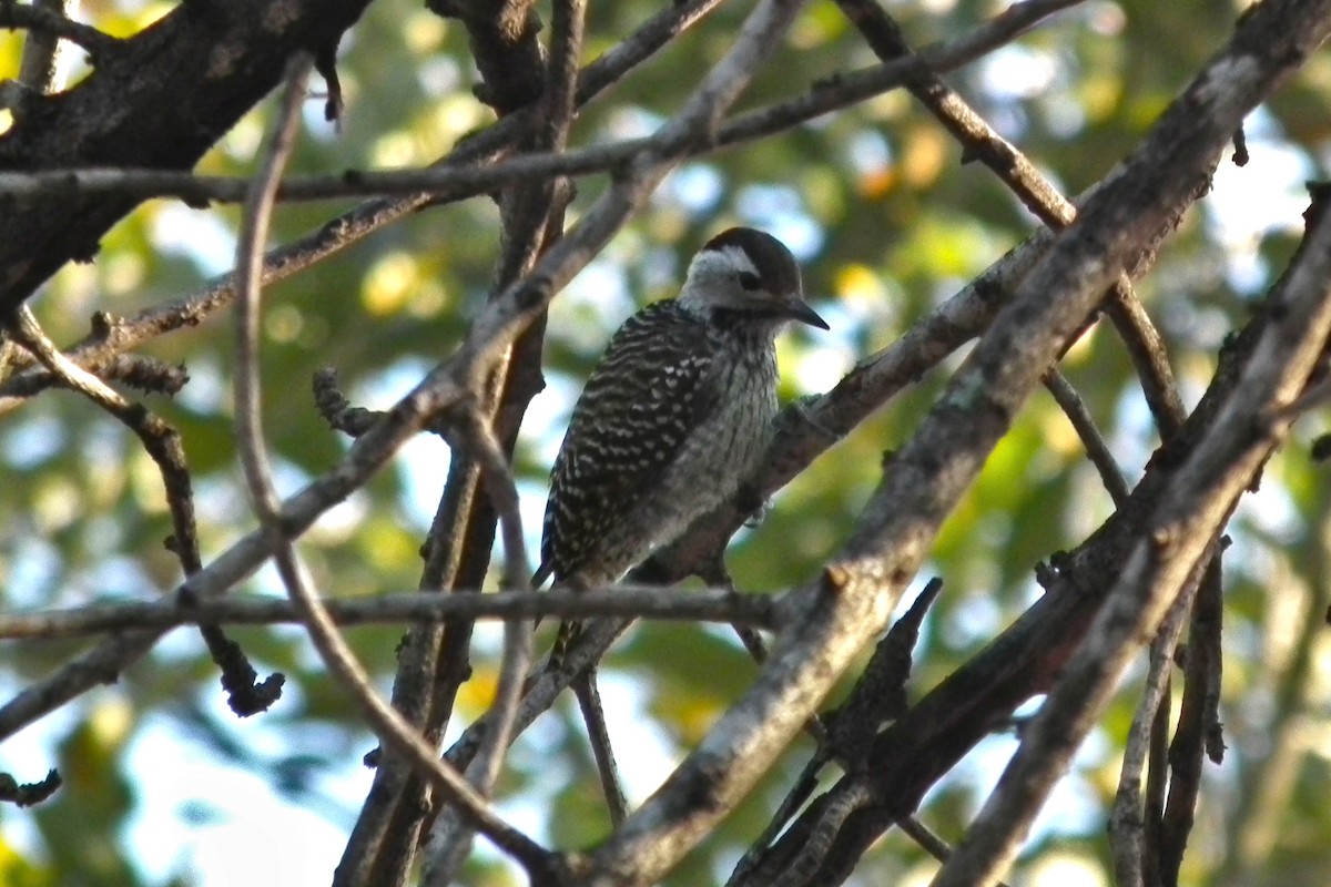 Cardinal Woodpecker - ML644039069