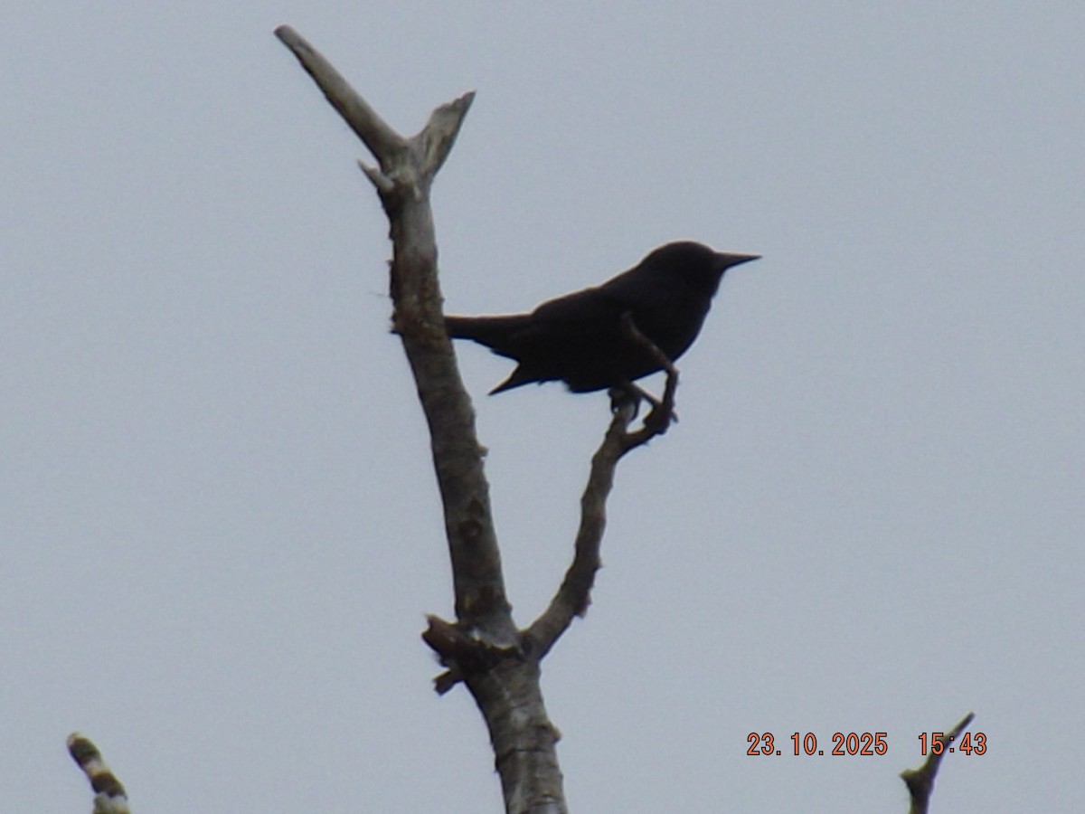 Austral Blackbird - ML644039118