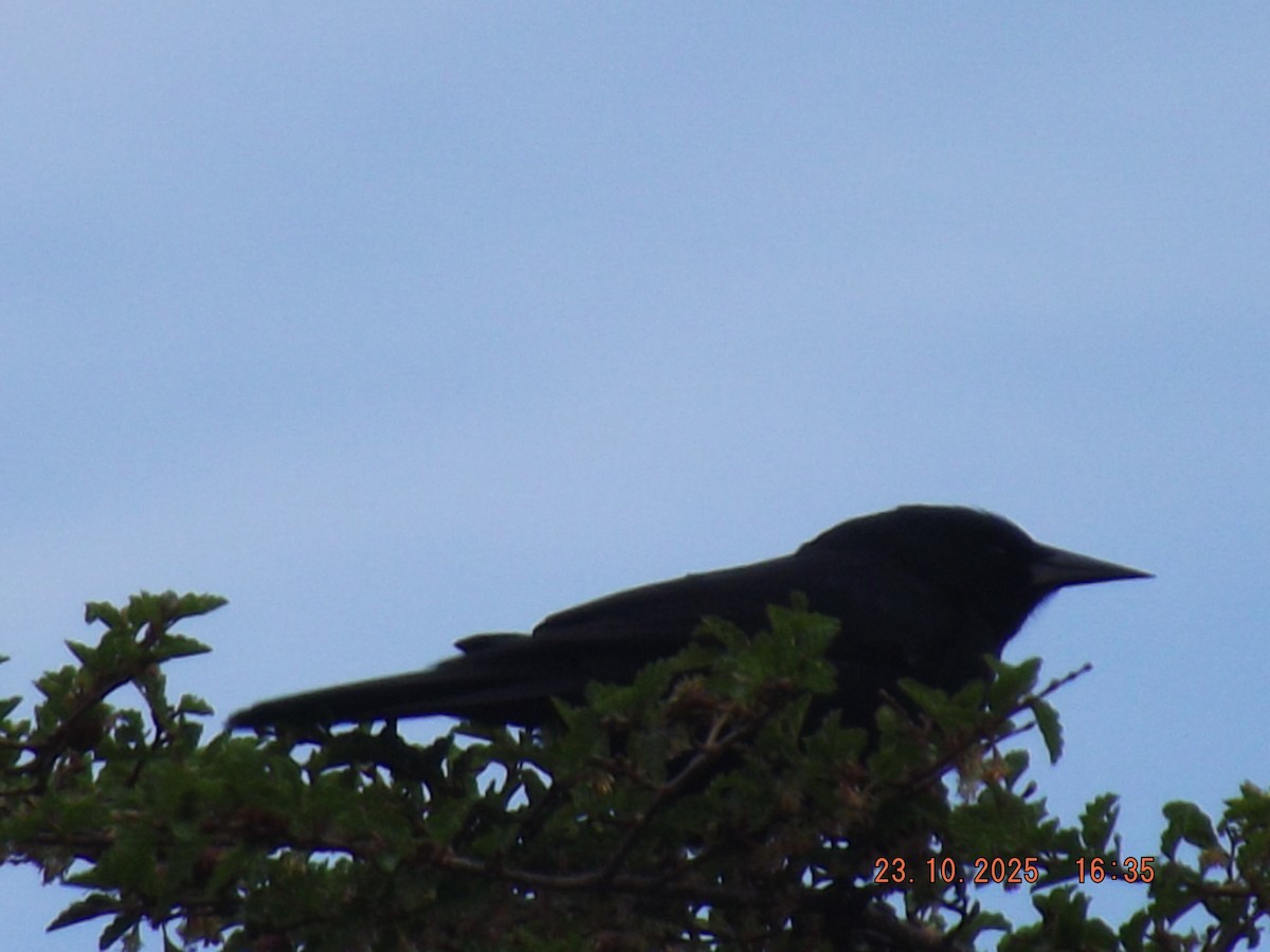 Austral Blackbird - ML644039119