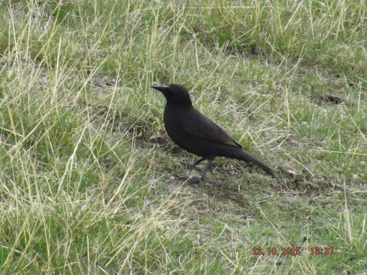 Austral Blackbird - ML644039122