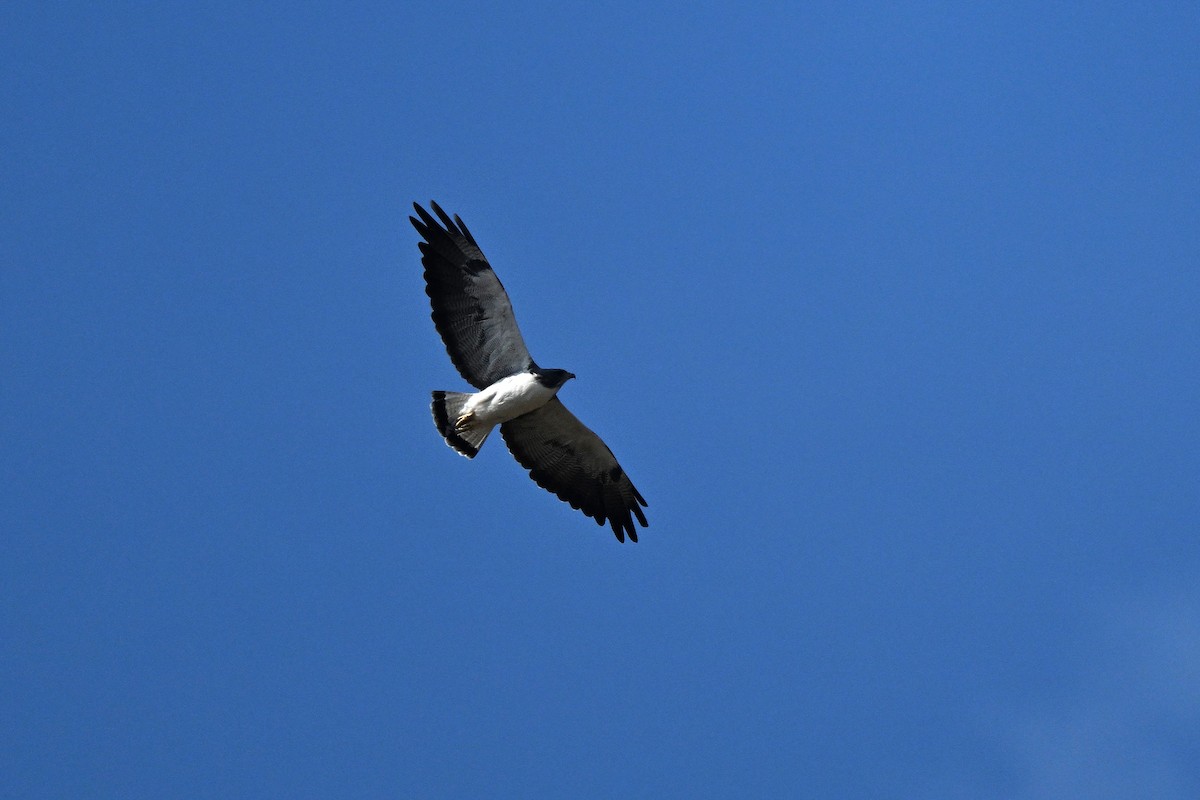 White-tailed Hawk - ML644039124