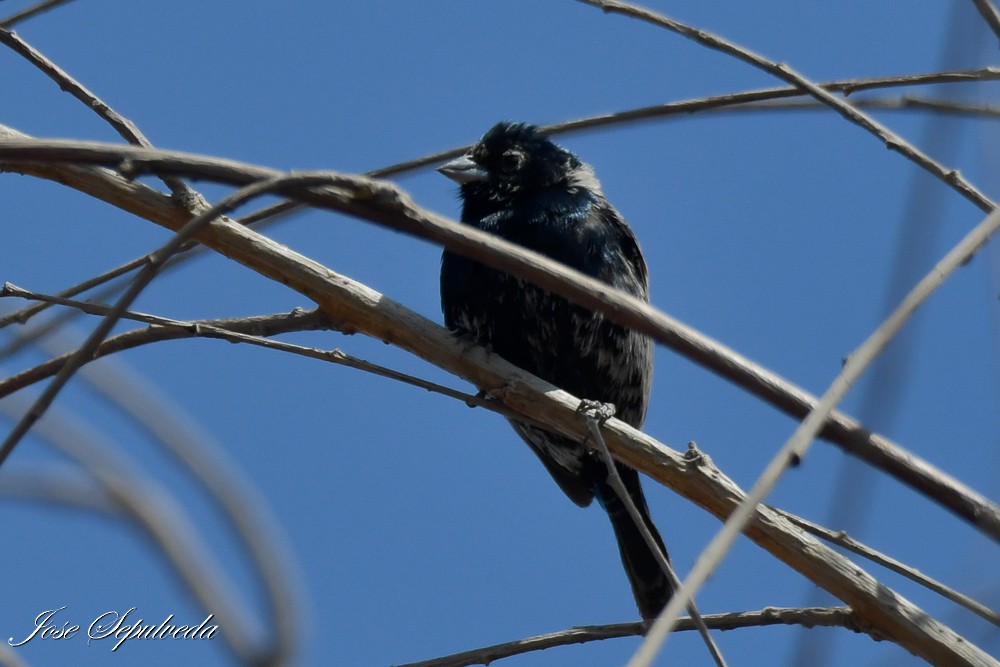 Blue-black Grassquit - ML644039127