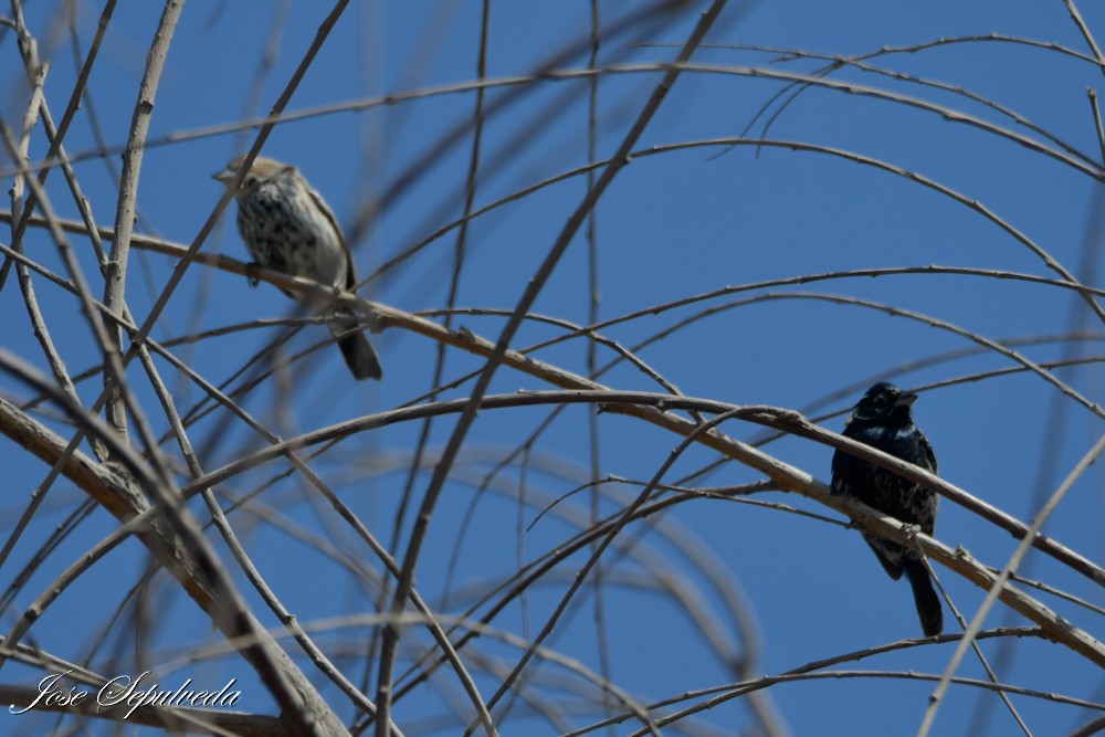 Blue-black Grassquit - ML644039128