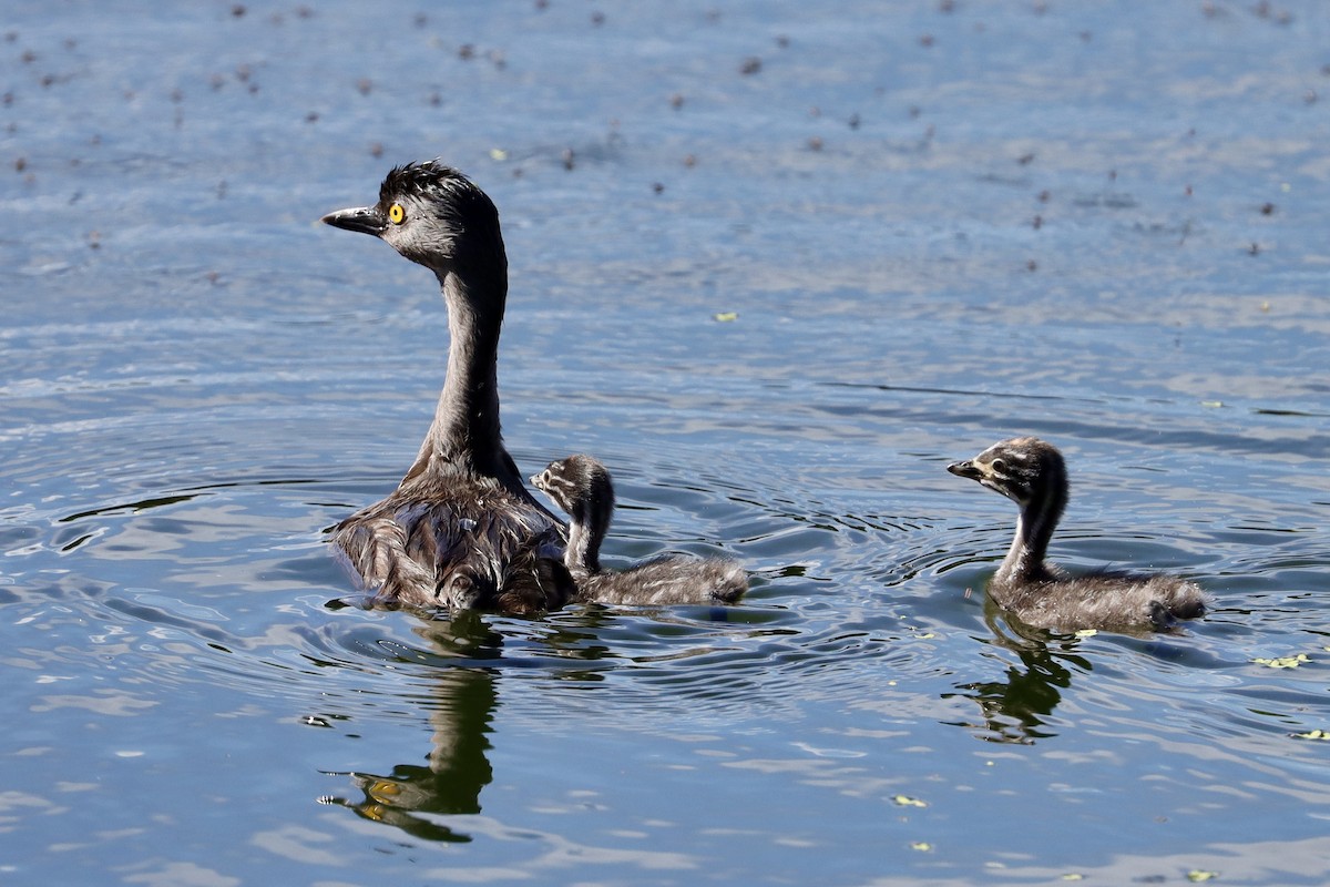 Least Grebe - ML644039139